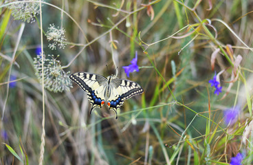 butterfly pappilio machaon on the grass