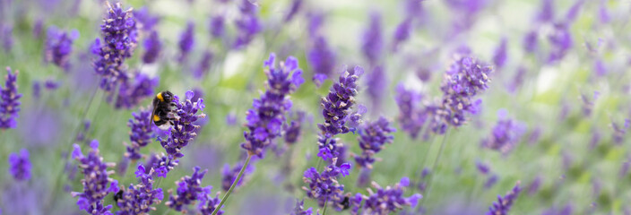 Lavender field in summer day, fragment. Bamblebee on flower