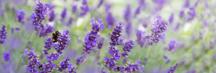 Fototapeta premium Lavender field in summer day, fragment. Bamblebee on flower
