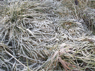 Eis und Frost auf Gras im Frühling, Spätfrost