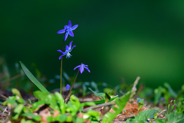 Sibirischer Blaustern (Scilla siberica)	