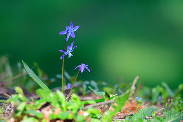 Sibirischer Blaustern (Scilla siberica)	
