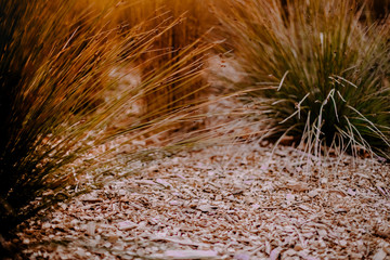 dried grass on sunset sky background