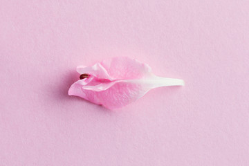 pastel flower petal, symbol of vulva, clitoris, vagina, erotic minimal concept, top view, flat lay - obrazy, fototapety, plakaty