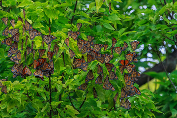 Monarch butterflies roosting at the tip of Point Pelee before crossing Lake Erie on their annual fall migration to Mexico. 