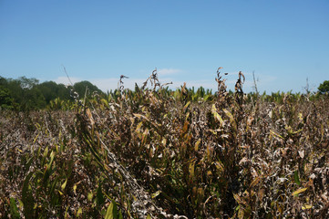 Obraz premium Acrostichum aureum, Dry acrostichum aureum. the golden leather fern is a large species of fern that grows in mangrove swamps and other wet locations 