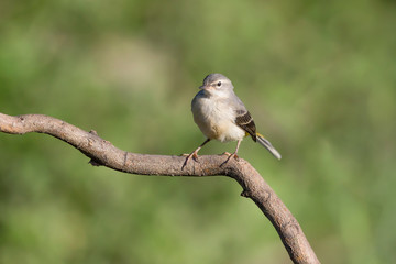 Grey wagtail in breeding season (Motacilla cinerea)