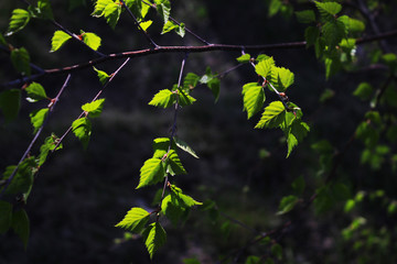 Sunlight on green birch branches background