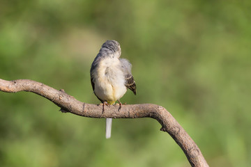 General clean for Grey wagtail (Motacilla cinerea)