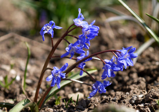 The first spring blooming flowers. 