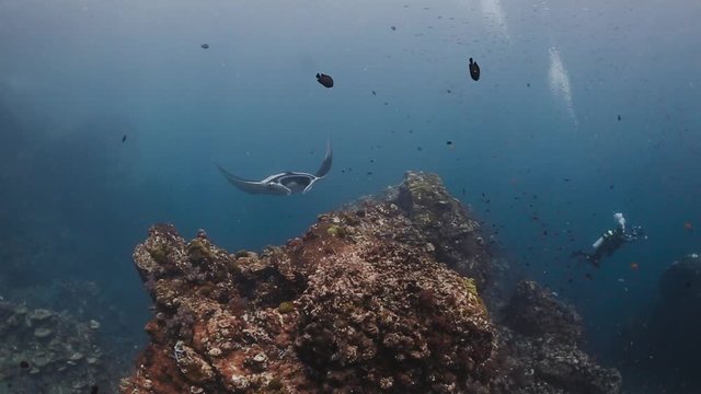 Manta Rays