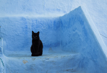 Gato negro sobre fondo azul con textura