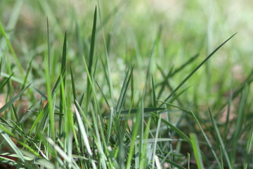 spring green grass in yhe forest