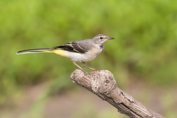 The pretty Grey wagtail on branch (Motacilla cinerea)
