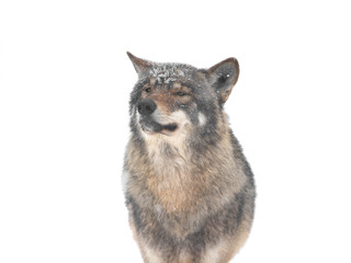 Wolf portrait isolated on a white background.