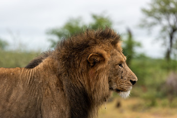 Obraz na płótnie Canvas Male Lion walking in the road in Kruger Park