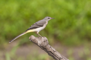 Grey wagtail on branch near the river (Motacilla cinerea)