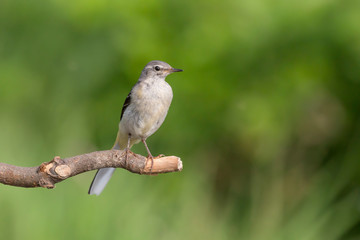 The Grey wagtail on green background (Motacilla cinerea)
