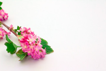Close up of beautiful blooming branch on white background with copy space, spring pink flowers, selective focus