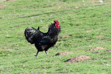 Australorp Hühner auf einem Bauernhof	
