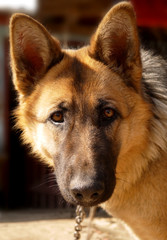 Dog breed: German shepherd close-up.