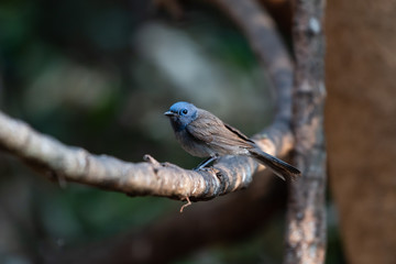 Bird catching black insects Perched on a branch in a deep forest