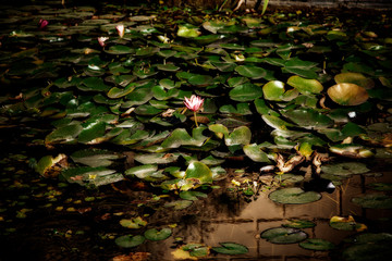 Nenufar rosa flotando en el agua del estanque