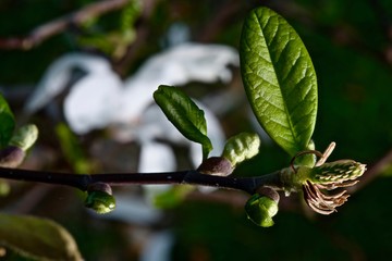 Close-up of pink and white magnolia flowers on a tree