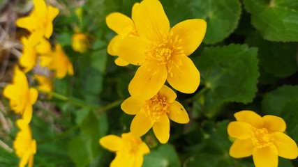 Obraz premium yellow daffodil flower