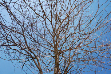 Dead tree on blue sky background.  Out line of dry tree branch against a blue sky background