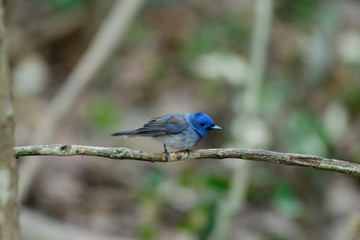 Bird catching black insects Perched on a branch in a deep forest