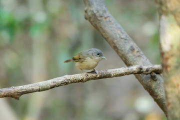 Bird catching black insects Perched on a branch in a deep forest