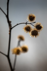 Obraz premium Burdock in a late winter morning