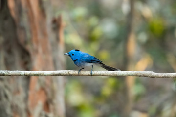 Bird catching black insects Perched on a branch in a deep forest