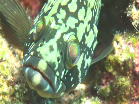 grouper swimming curious underwater ocean scenery close up fish mediterranean