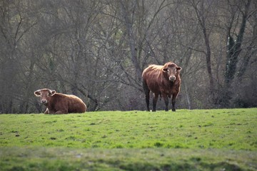 Vache et taureau de race limousine dans un champ, regardant vers l'objectif