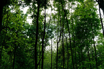 Sun shining through the trees at Bois de Vincennes