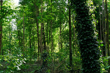 Sun rays through the forest at Bois de Vincennes