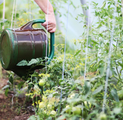 Farmer with watering can watering tomatoes in greenhouse at summer.