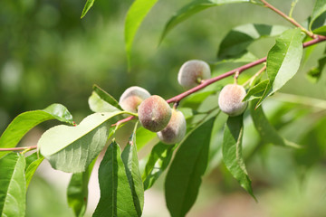 Peach tree with green fruits, soda organic farming. Unripe fruits on a branch in the summer, harvest for vegetarian food.