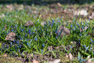 Blue spring primroses on the bare ground.