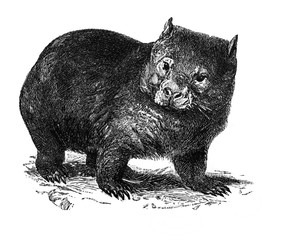 Wombat in the old book Meyers Lexicon, vol. 2, 1897, Leipzig