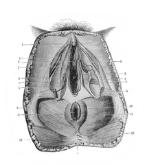 Female genitalia structure in the old book D'Anatomie Chirurgicale, by B. Anger, 1869, Paris