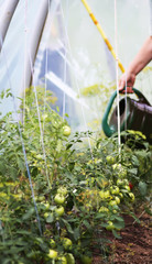 Ripe and unripe organic tomatoes growing in greenhouse