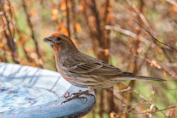 Male House Finch Perched on a Birdbath.
