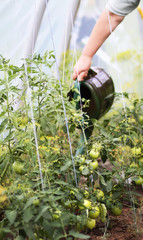 Ripe and unripe organic tomatoes growing in greenhouse