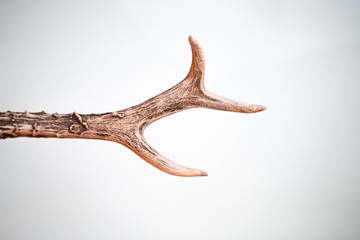 horns of a deer