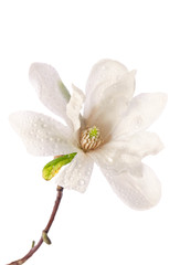 Beautiful delicate white magnolia with dew drops close up isolated on white background