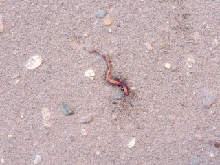 dead, wounded, crushed earthworm on the pavement