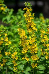 Lysimachia punctata bright yellow dotted loosestrife flowering plant, group of beautiful flowers in bloom